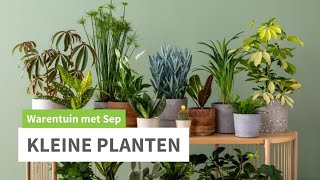 Kleine groene Kamerplanten [upl. by Viccora]