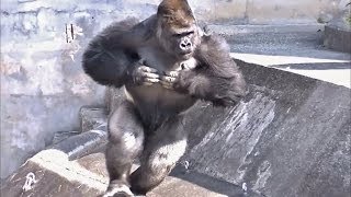 ゴリラのドラミング part1 （胸をポコポコ）  東山動物園 [upl. by Juley]