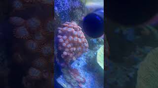 Huge Utter Chaos Zoanthid Colony coral [upl. by Frear]