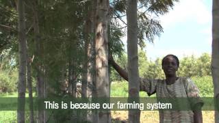 Agroforestry how it works [upl. by Eeltrebor]