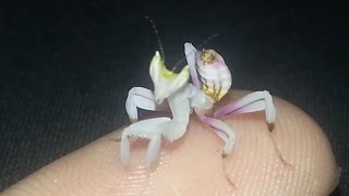 Hymenopus Coronatus Orchid Mantises Arrived [upl. by Redliw]