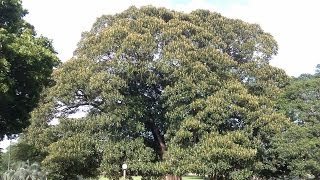 Plant ID Camphor Tree Cinnamomum camphora [upl. by Arvid]