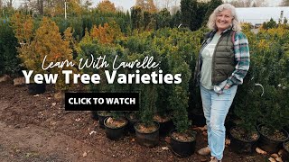 Yew Tree Varieties at Arts Nursery [upl. by Basile]