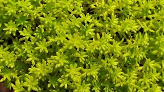 how to grow plant amp care for SEDUM JAPONICUM  Tokyo sun  lime yellow sedum  plant [upl. by Tabber]