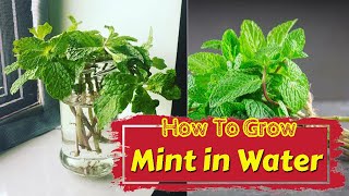 Growing Mint in Water  How To Grow Mint Indoors [upl. by Nosle]