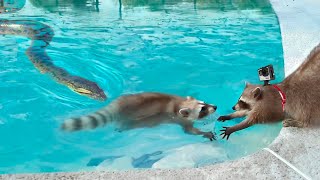 Anaconda takes and Eats Raccoon as it Wears a GoPro [upl. by Micki]