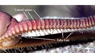 Echinoderms 3 crinoids ophiuroids [upl. by Neesay]