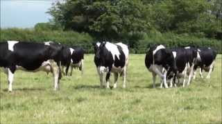 bringing the cows in for milking on a summers day [upl. by Taka]