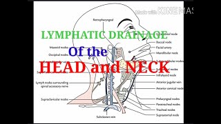 5 Home Remedies For Swollen Lymph Nodes In Neck And Throat [upl. by Nosirrah54]