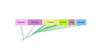 Classification systems Animation [upl. by Stutzman]