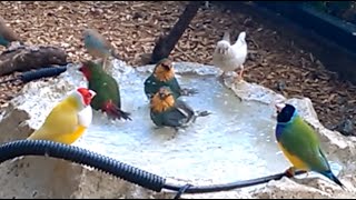 How to build a simple aviary wateringbathing system for finches [upl. by Starks631]