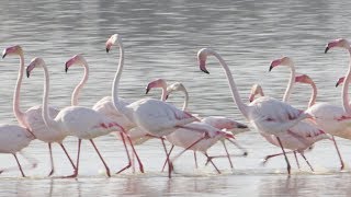 The Marching Flamingos of the Coto de Donana National Park Spain [upl. by Kulsrud934]