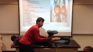 Gluteus Maximus Palpation Manual Therapy and Stretch [upl. by Eide]