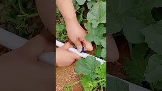 drip depot drip tape irrigation emitter shorts tricks tutorial manual soil crop [upl. by Leamsi465]