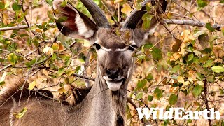 WildEarth  Sunset Safari  30 December 2023 [upl. by Nemhauser927]