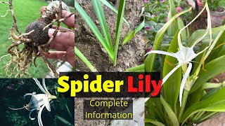 Spider Lily Plant Care  Complete Information  Hindi  Home gardening [upl. by Enyrhtac205]