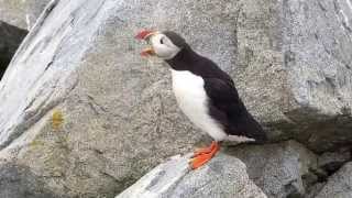 Atlantic Puffin Machias Seal Island NB Canada [upl. by Nelloc]