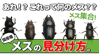 【メスの見分け方】主な国産クワガタのメスの見分け方を紹介！野外で捕まえた時にも役立ちます♪ [upl. by Niccolo80]