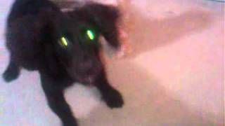 Boykin Spaniel barking at YouTube dogs [upl. by Gnouh748]