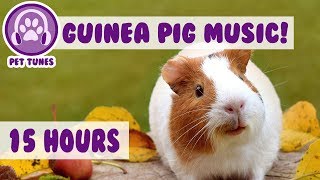 Best Remedy for Depression and Anxiety in Guinea Pigs Help My Guinea Pig Relax  Pet Therapy [upl. by Theresa]