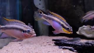 Pelvicachromis taeniatus quotNigerian redquot hane och hona  Nols Akvariehobby [upl. by Selec]