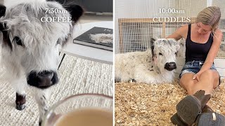 My Baby Cows Morning Routine [upl. by Hofstetter]