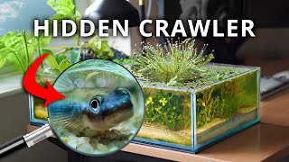 The Shallow Ecosystem on My Desk 150 Day Evolution [upl. by Nayb]