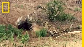 Leopard vs Porcupine A Prickly Standoff  National Geographic [upl. by Shani]