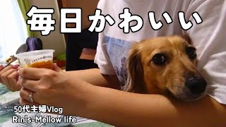 50代主婦Vlog 毎日かわいい♥ 平凡な日常 [upl. by Ezara]