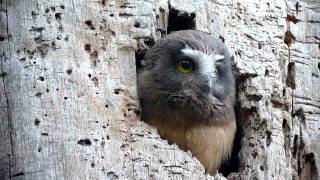 Northern Sawwhet Owl chicks Point Lobos Caliofrnia [upl. by Akemat]