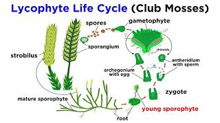 Lycophytes Early Vascular Plants [upl. by Notlew]