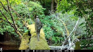 Bobcat taking a midday stroll  Browning Recon Force Elite HP5  Strike Force Pro DCL Trail Cameras [upl. by Haida]