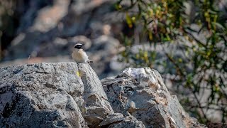 Three day BIRDING trip to EXTREMADURA SPAIN [upl. by Jamill]