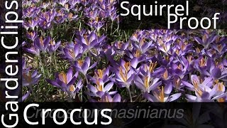 Crocus tommasiniana  A squirrelproof crocus  How to grow Crocus Thomasinianus  crocus [upl. by Warrin]