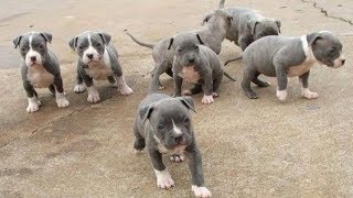 Pitt Bull Powerful Puppies [upl. by Bahner702]