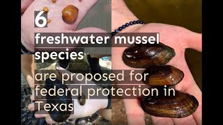 New Texas Fresh Water Mussel Relocation Requirements [upl. by Filemon]