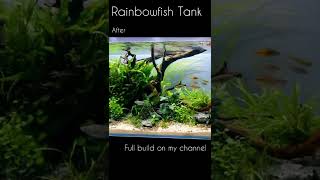 New Rainbowfish Tank Before during amp after Full how to tutorial on my channel now [upl. by Jaela890]