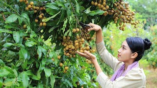 Cooking dessert Longan fruit in my homeland  Poling lifestyle [upl. by Gillett]