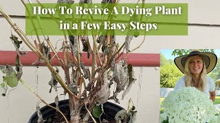 How To Revive A Dying Plant in a few Easy Steps [upl. by Anirbys454]