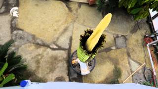 Corpse Flower Time Lapse [upl. by Eilujna]