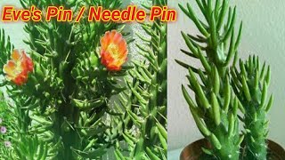 How To Grow CylindrOpuntia Subulata Eves pin OR Eves needle Cactus and Care Tips In Urdu Hindi [upl. by Aonian604]