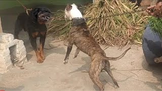 Pitbull vs Rottweiler hot blood line pitbull terrier tiger [upl. by Odell369]