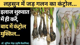 लहसुन में जड़ गलन रोग कंट्रोल Garlic rhizoctonia pythium sclerotium fusarium fungus disease [upl. by Latif]