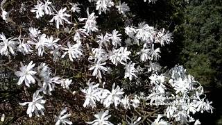 Magnolia stellata Royal Star Star Magnolia [upl. by Ballou]