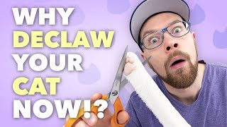 Why you should declaw your cat [upl. by Etteneg505]