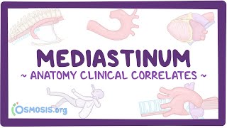 Anatomy clinical correlates Mediastinum [upl. by Vernon]