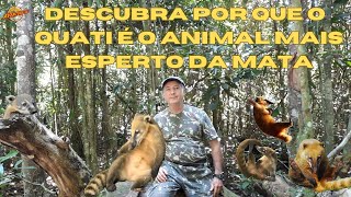 DESCUBRA POR QUE O QUATI É O ANIMAL MAIS ESPERTO DA MATA [upl. by Ynos]