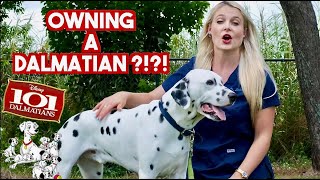 Owning a Dalmatian  What you need to know [upl. by Esinehs]