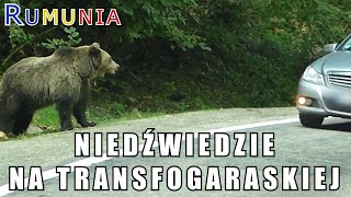 Rumunia  Niedźwiedzie na Transfogaraskiej [upl. by Anawik]