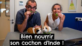 Bien nourrir son cochon dInde  🐹 [upl. by Vudimir]